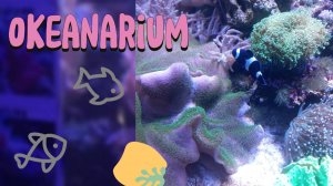 Подводный мир: Красоты океанариума