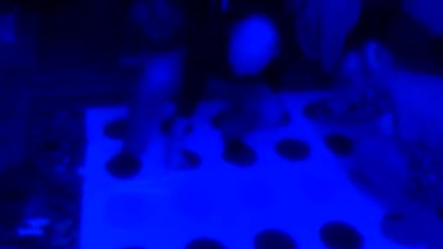 нло , игра в " твистер " с инопланетянином , домашние тусовки смотреть онлайн