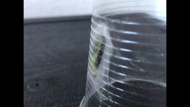 La Metamorfosi di una farfalla falena