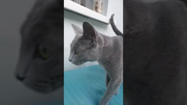 Блум Серебряная Звезда 1 смотреть онлайн