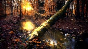 Footage Nature for Video | Футажи Природа для видеомонтажа