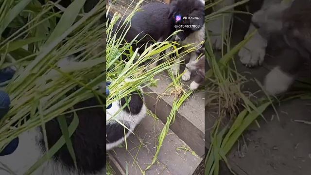 2 июня 2024 г. смотреть онлайн