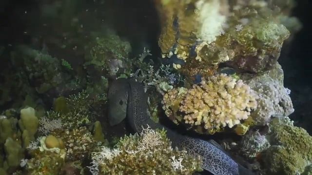 Immersione notturna a Marsa Alam смотреть онлайн