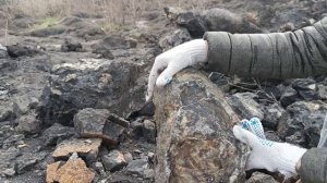 ЗАЛЕЖИ больших АММОНИТОВ | ЗАБРАЛИ и ПОЧИСТИЛИ Speetoniceras | Нашли ОКАМЕНЕЛУЮ древесину