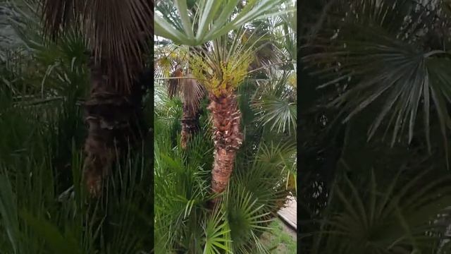 Лазаревское. Прямой эфир.     4 мая смотреть онлайн