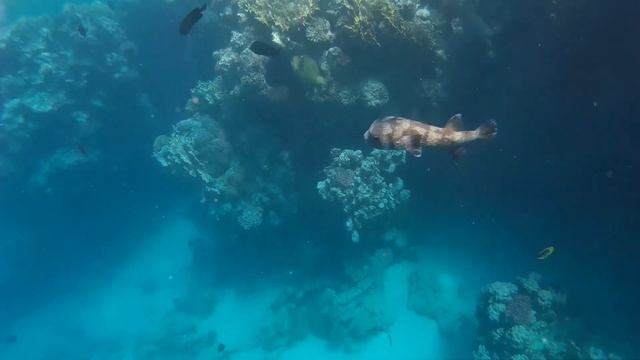 Jaz Lamaya Snorkelling Marsa Alam - Sep 2017 смотреть онлайн