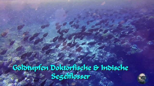 SNORKELING EGYPT - Elphistone Resort Marsa Alam - The House Reef Part 2/2 North Side 2018 смотреть онлайн