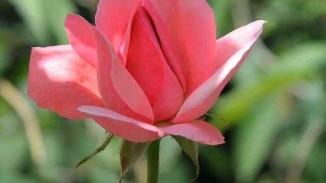 Созвездие радости и печали смотреть онлайн