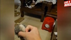 Самые смешные коты 25 года😂😂😂
