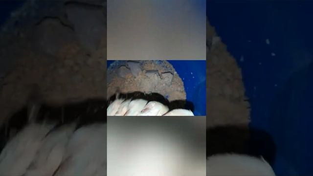 Asmr. Gymhalk and powdery crumble смотреть онлайн