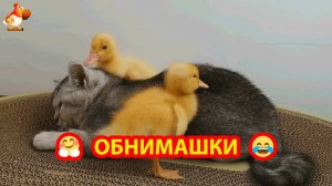 Утята обнимают Котенка ❣️🤗😂