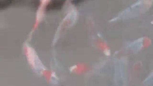 SHUBUNKINS смотреть онлайн