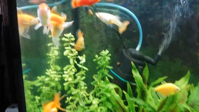 Золотые рыбки и кометы. 28 июня 2022г. смотреть онлайн