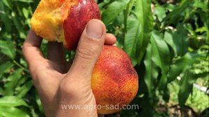 Вкуснейший и красивый нектарин - Сноу Квин Перфект - Агро Сад 2023