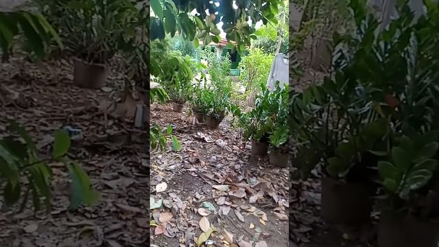 med hi test for videoke mixer/ sakura732 смотреть онлайн