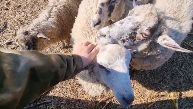 Деревенское утро. 13.09.23. Хочу увидеть комету Нимишура. Наливаю воду курам-уткам. #деревня #село