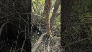 Обзор на сучкорез Fiskars L74