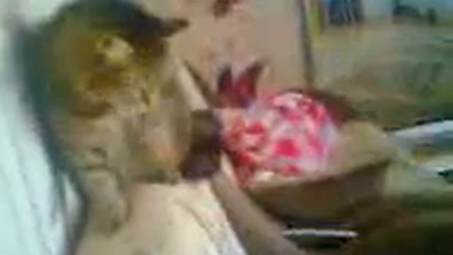 Кот и пылесос смотреть онлайн