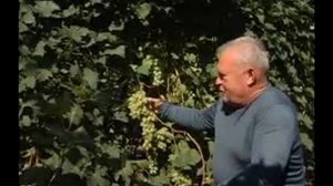 Кинельский виноград