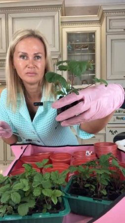 Пора пересадить землянику