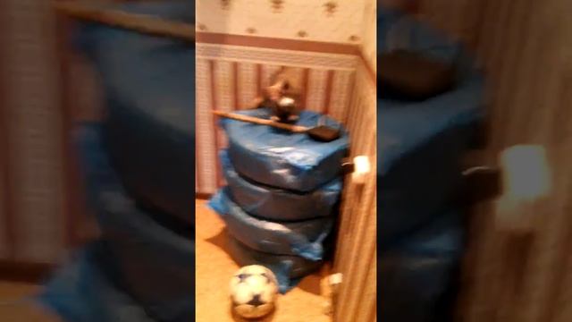 Моя любимая кошка. Маркиза, для друзей-Марси. смотреть онлайн