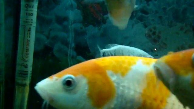 Карпы Кои,Мои любимые питомцы.wmv смотреть онлайн