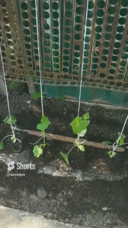 Ленивая грядка под огурцы, не полоть, не поливать