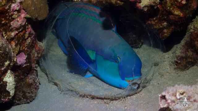 Scuba Diving Red Sea - Abu Dabab & Elphinstone (Marsa Alam 2018)