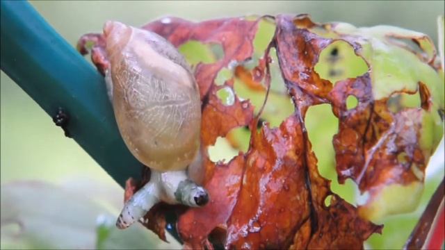 гипноулитка смотреть онлайн