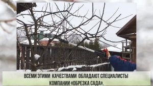 Обрезка плодовых деревьев зимой
