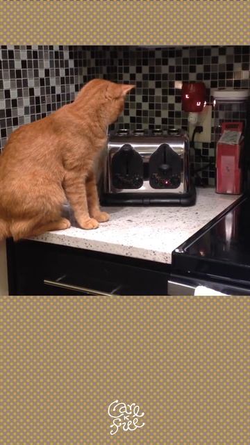 TOAST IS READY!!! - Cats & Toasters #short смотреть онлайн