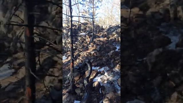 черный лес и НЛО 👽🛸 смотреть онлайн