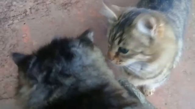 Кошка с котёнком  перед разлукой. Дочь экипажа в новой семье. 15.02.2022.