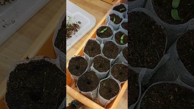 пикировка перца смотреть онлайн