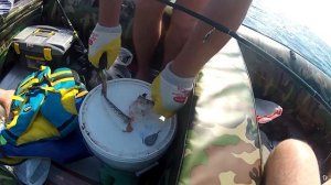 Морской дракончик-ядовитая рыба Черного моря