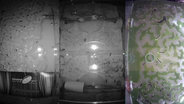 [LIVE x1] Ant wars // Муравьиная ферма [ResOfAnts] Муравьи [LIVE x1] смотреть онлайн