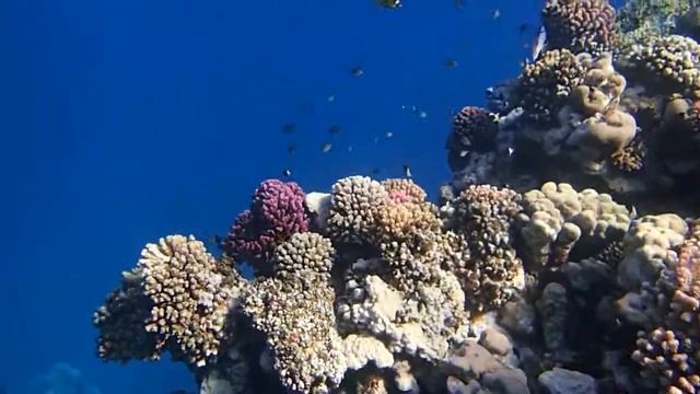 Marsa Alam Fantazia смотреть онлайн