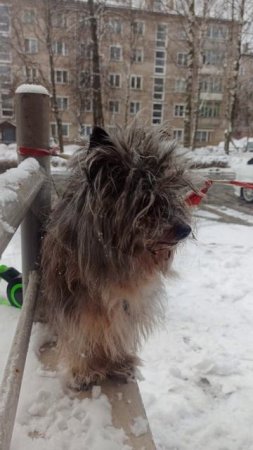 Фунтик ждёт хозяйку 😍