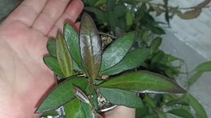 Хойя Розита (Hoya cv. Rosita)