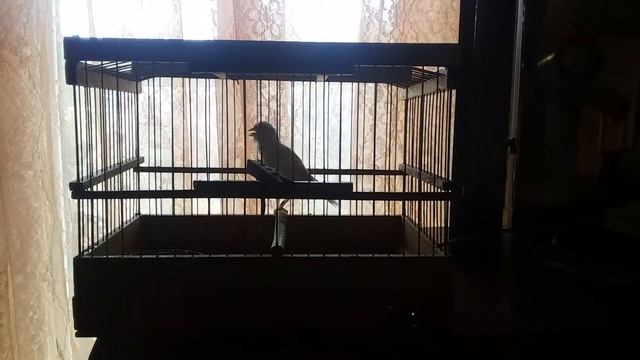 Пение канарейки ч.1