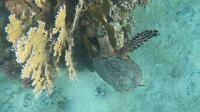 Ägypten Marsa Alam Schnorcheln am Hausriff Brayka Bay Resort смотреть онлайн