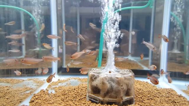 Red fin Blue Inn Pike infantis & cobalt Rosie tetra смотреть онлайн