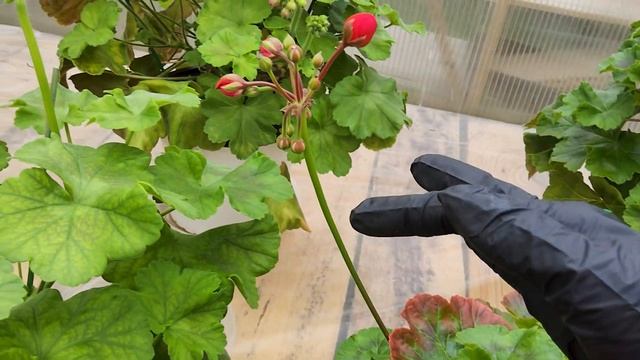 #719.Обзорчик цветущих пеларгоний ,начало мая 24г смотреть онлайн