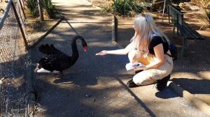 Australian Wildlife Park | Samsung s10+ Footage.