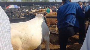 ЖИВОЙ ВЕС ХУДЖАНД МОЛ БОЗОРИ ХУЧАНД