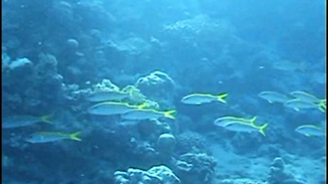 heaven on earth.  marsa alam - gorgonia beach resort - summer 2011