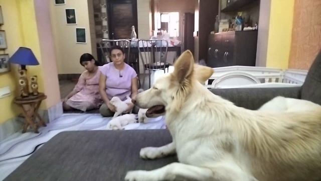 White german shepherd | Pet Market Kolkata | Dog Puppy Price Update | german shepherd | gsd | dogs