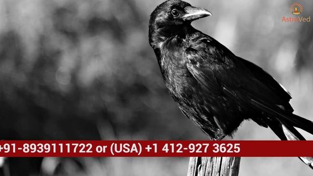 What Happens If A Crow Hits On The Head - Crow Attack on Head Astrology смотреть онлайн