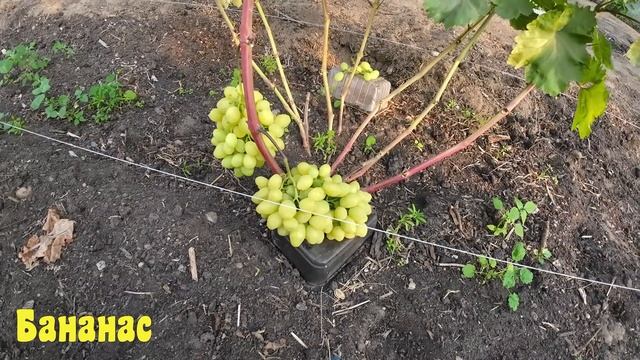 Виноград Беларуси. Мякоть как у банана , вкус как у ананаса .