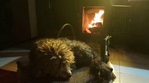 Камины Jotul_Релакс у камина Jotul F601 с пуделем Кусей под рок